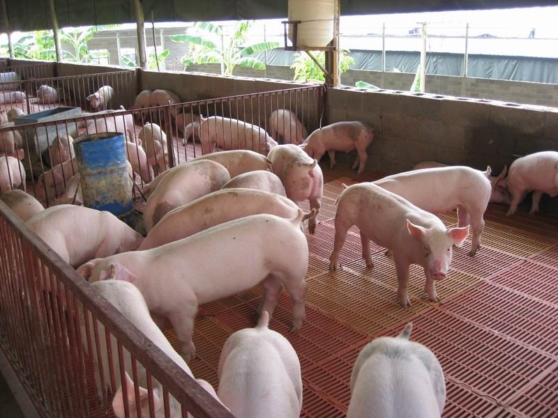 養(yǎng)豬場溫度計