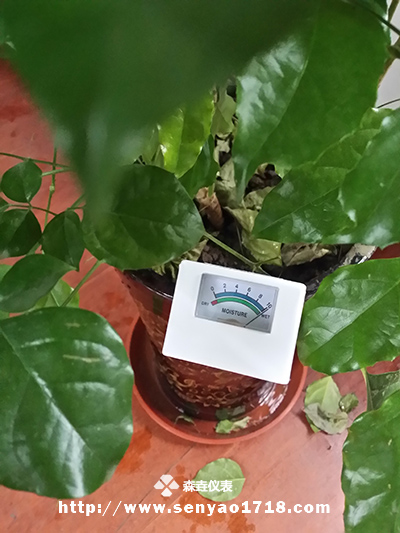 土壤濕度計(jì)的應(yīng)用之幸福樹(shù).jpg