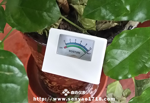 土壤濕度計(jì)的應(yīng)用之幸福樹(shù)1.jpg
